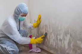 Best Basement Mold Removal  in Alpine, TX